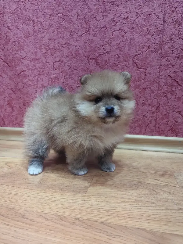 Померанский шпиц девочка.