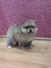 Собаки - Померанский шпиц девочка. - Вся Беларусь Померанский шпиц девочка. - Вся Беларусь - 235395 - Доска объявлений Kupika.by