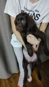 щенок лабрадора