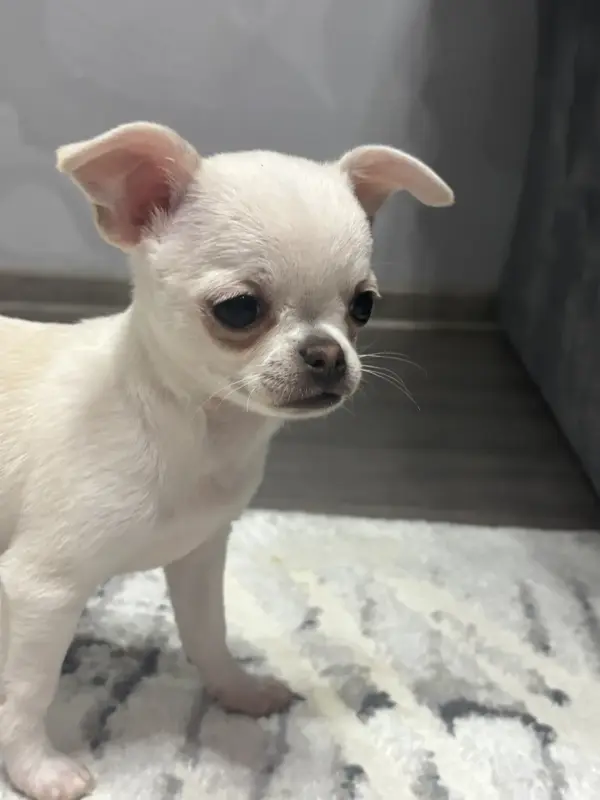 Чихуахуа девочка