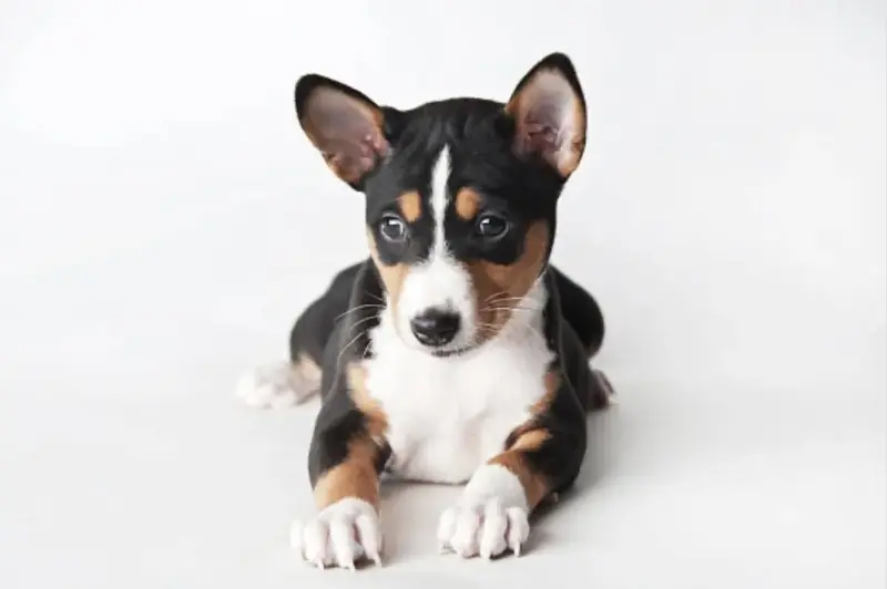 Щенки Басенджи, породистые - Вся Беларусь - 237009 - Доска объявлений Kupika.by - Фото 2