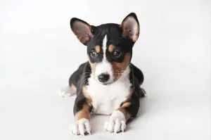 Щенки Басенджи, породистые