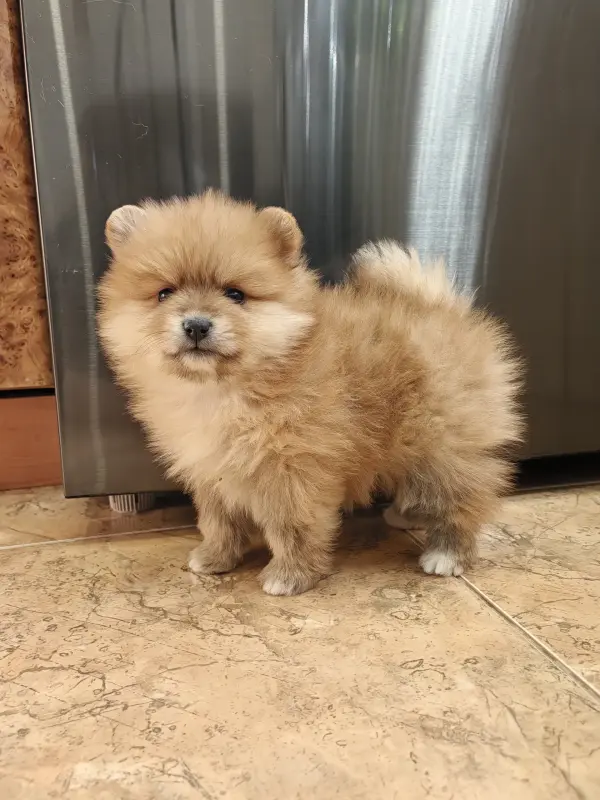 Померанский шпиц девочка. - Вся Беларусь - 235519 - Доска объявлений Kupika.by - Фото 3