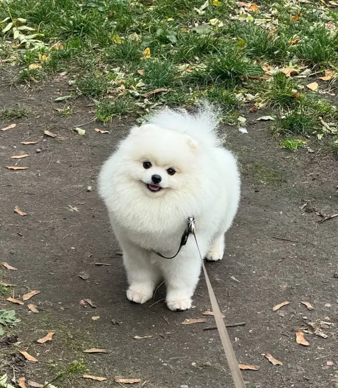 Померанский шпиц мальчики(для брони) - Вся Беларусь - 238225 - Доска объявлений Kupika.by - Фото 7