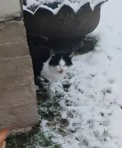 Срочно нужна передержка или дом котёнку. SOS!