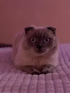 Вислоухий Шотландец ищет кошечку