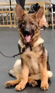 Щенок. Немецкая Овчарка. (девочка)