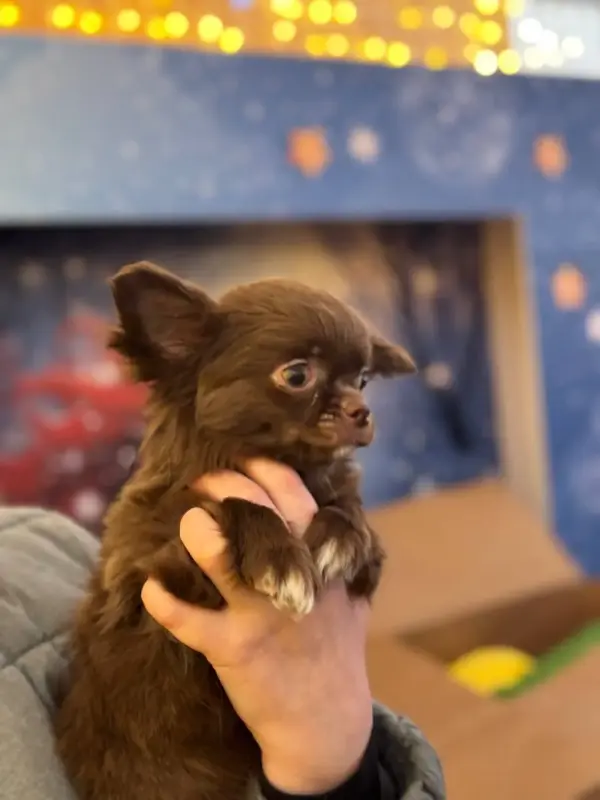 Чихуахуа щенок - Ошмяны - 237124 - Доска объявлений Kupika.by - Фото 4