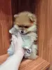 Собаки - Девочка померанского шпица - Вся Беларусь - Фото 3 Девочка померанского шпица - Вся Беларусь - 235651 - Доска объявлений Kupika.by - Фото 3
