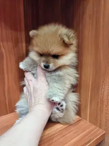 Девочка померанского шпица