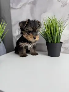 Йоркширский терьер