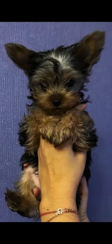 Йоркширский терьер - Вся Беларусь - 236501 - Доска объявлений Kupika.by - Фото 3