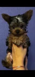 Йоркширский терьер