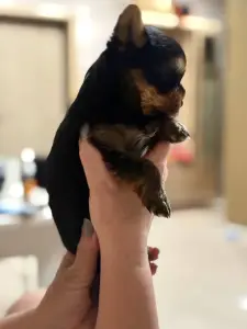 Мини йоркширский терьер