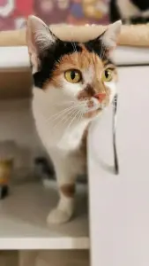 Кошка Мирочка в дар! Ищет дом! Трёхцветная Мира