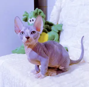 Бамбина мальчик котенок