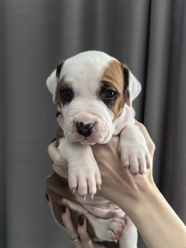 Собаки - Американский стафордширский терьер - Вся Беларусь - Фото 2 Американский стафордширский терьер - Вся Беларусь - 236970 - Доска объявлений Kupika.by - Фото 2