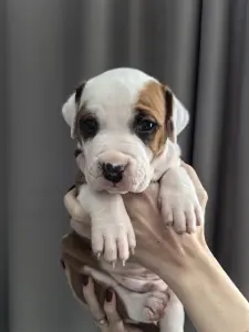 Американский стафордширский терьер