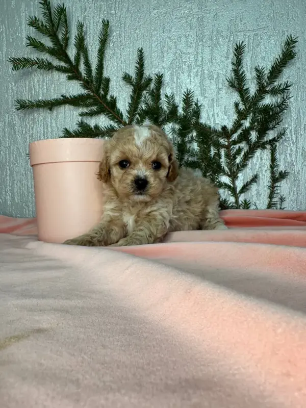 Щенки мальтипу пушон кавапу помапу доставка рб