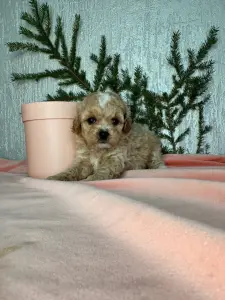 Щенки мальтипу пушон кавапу помапу доставка рб