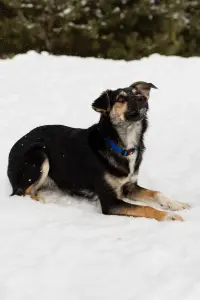 Собака Умнейшая Козявочка ждет свою семью