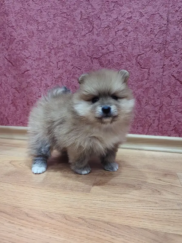 Собаки - Померанский шпиц девочка. - Вся Беларусь - Фото 2 Померанский шпиц девочка. - Вся Беларусь - 235395 - Доска объявлений Kupika.by - Фото 2