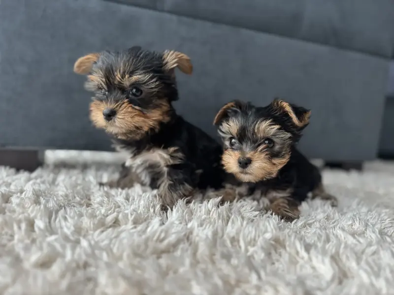 Собаки - Йоркширский терьер - Вся Беларусь - Фото 4 Йоркширский терьер - Вся Беларусь - 237459 - Доска объявлений Kupika.by - Фото 4