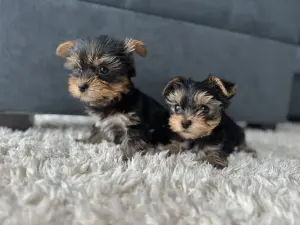 Йоркширский терьер