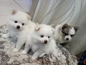 Померанский шпиц