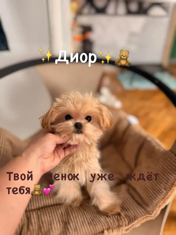 Элитные мини микро мальтипу той пудель пушон