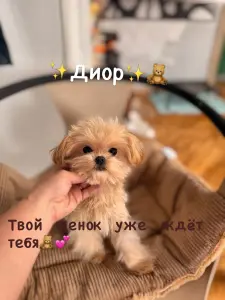 Элитные мини микро мальтипу той пудель пушон