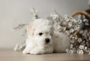 Щенки бишон-фризе