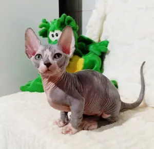 Бамбина мальчик котенок