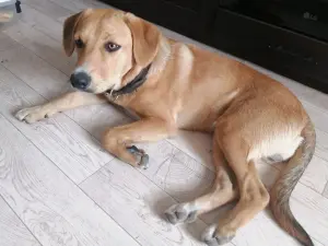 ЩЕНКИ ИЗ ЛЕСА ИЩУТ ДОМА! В ДАР!