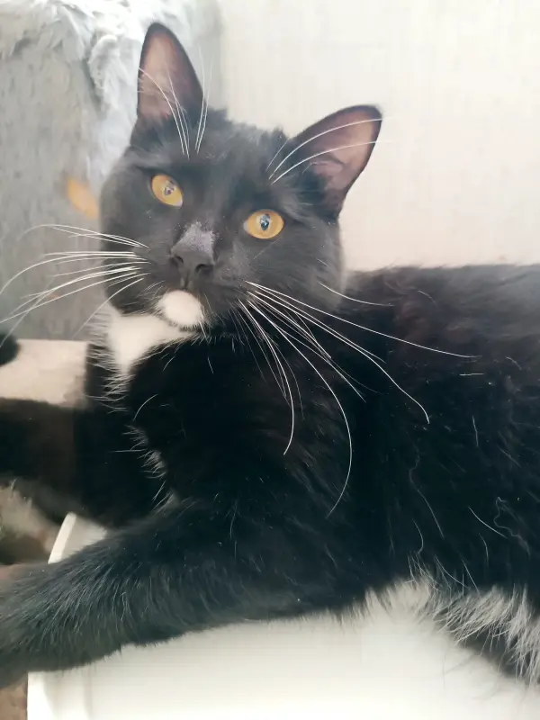 Кот Линк- классика жанра