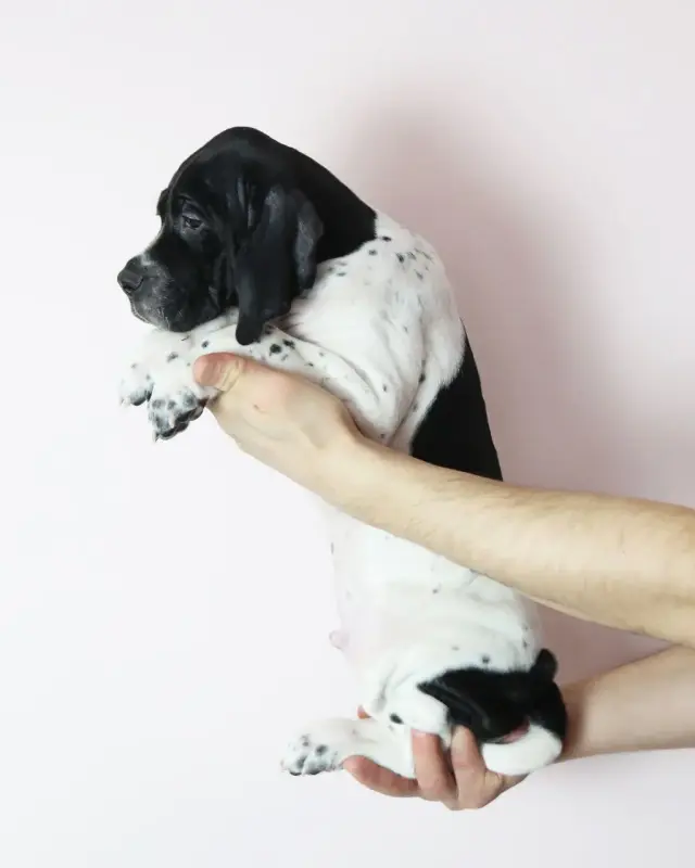 Щенки Английского Пойнтера - Вся Беларусь - 235716 - Доска объявлений Kupika.by - Фото 8