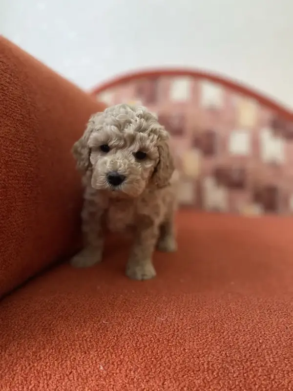 Той-пудель крем