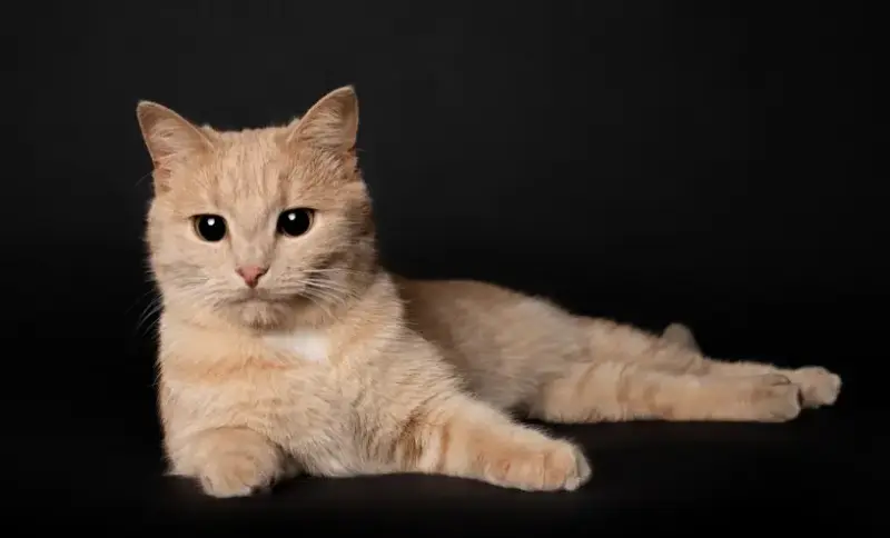 Рыжая кошка Фанта в дар! Нужна передержка или дом! Срочно!