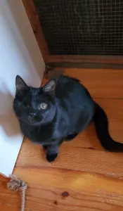 Киара (девочка, почти 5 месяцев) ищет дом