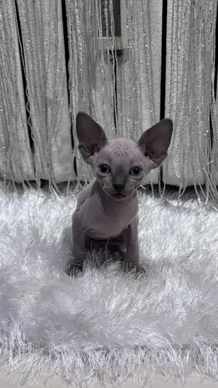 Кошки - Канадский сфинкс котята - Вся Беларусь - Фото 2 Канадский сфинкс котята - Вся Беларусь - 236901 - Доска объявлений Kupika.by - Фото 2