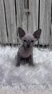 Канадский сфинкс котята