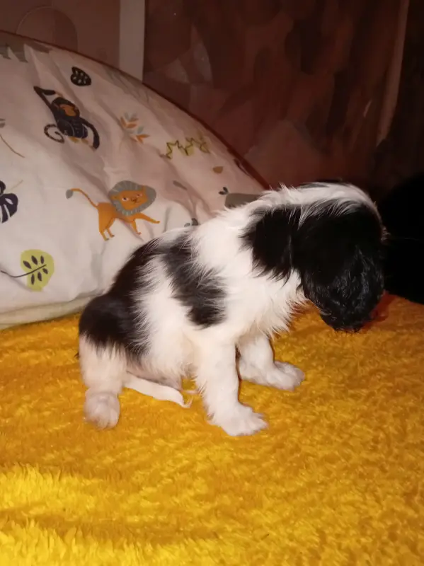 Кавалер кинг чарльз спаниель (мальчик) - Пружаны - 229695 - Доска объявлений Kupika.by - Фото 4