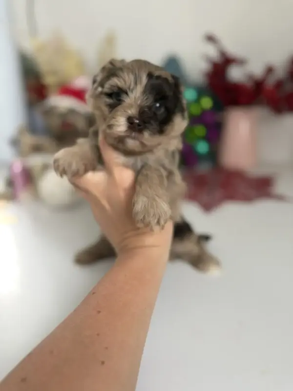 Шокомерле мальчики доставка рб