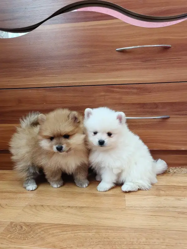 Девочки померанского шпица - Вся Беларусь - 235701 - Доска объявлений Kupika.by - Фото 3