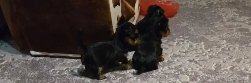 Собаки - Щенки - Вся Беларусь - Фото 2 Щенки - Вся Беларусь - 235866 - Доска объявлений Kupika.by - Фото 2