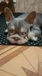 Вязка французский бульдог бигроп, изобелла тан