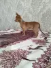 Мальчик чихуахуа красивого окраса - Вся Беларусь - 238325 - Доска объявлений Kupika.by - Фото 3
