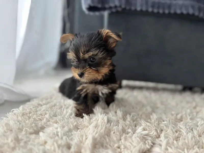 Йоркширский терьер - Вся Беларусь - 237623 - Доска объявлений Kupika.by - Фото 7