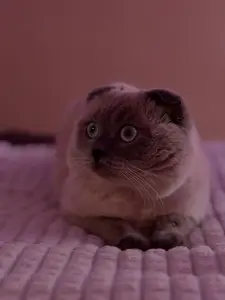 Вислоухий Шотландец ищет кошечку