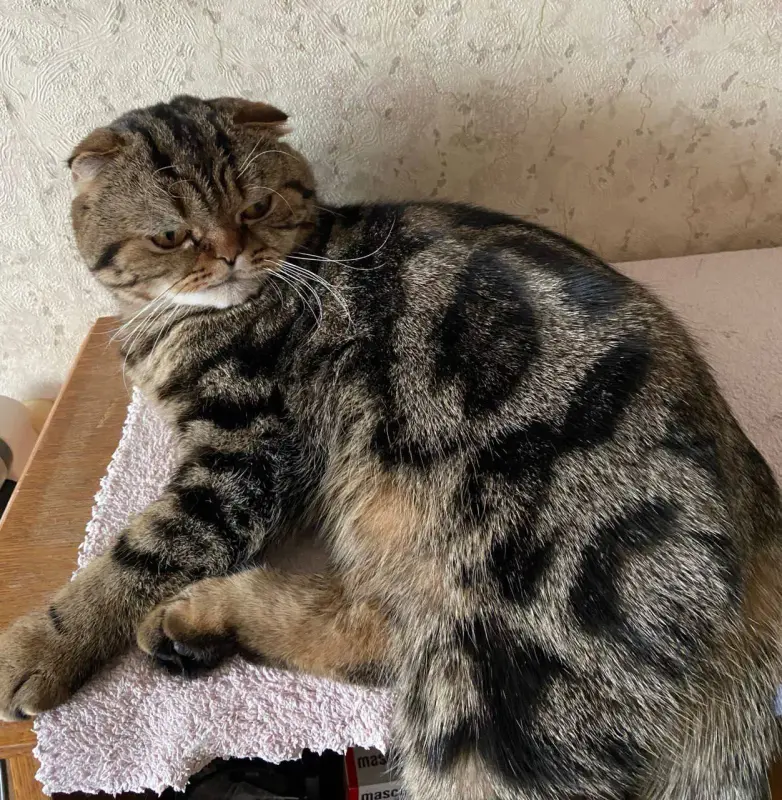 Вязка животных - Вязка - Вся Беларусь - Фото 2 Вязка - Вся Беларусь - 237154 - Доска объявлений Kupika.by - Фото 2